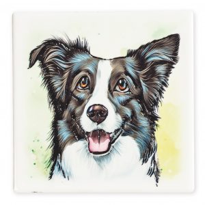 Coaster Border Collie B2B